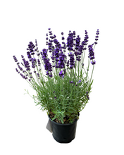 Load image into Gallery viewer, Ornamental Herb - Lavandula angustifolia 'Hidcote Blue Lavender' (1 Gallon) Product vendor