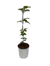 Load image into Gallery viewer, Staked/Vines - Clematis x hybrida 'Madame Le Coultre' (1 Gallon) Product vendor