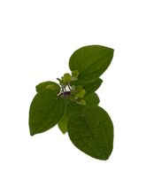 Load image into Gallery viewer, Staked/Vines - Clematis x hybrida 'Madame Le Coultre' (1 Gallon) Product vendor