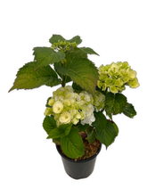 Load image into Gallery viewer, Shrub - Hydrangea macrophylla 'Hi Crystal' (1 Gallon) Product vendor