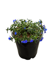 Load image into Gallery viewer, Ground Cover - Lithodora diffusa 'Grace Ward' (1 Gallon) Product vendor