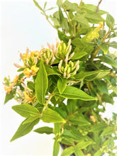 Load image into Gallery viewer, Shrub - Lonicera hybrid 'Candy Swirl Honeysuckle' (1 Gallon) Product vendor