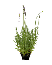 Load image into Gallery viewer, Ornamental Herb - Lavandula angustifolia 'Munstead Lavender' (4 Inch) Product vendor