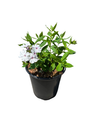 Load image into Gallery viewer, Perennial - Phlox paniculata 'Ka-Pow White' (1 Gallon) Product vendor