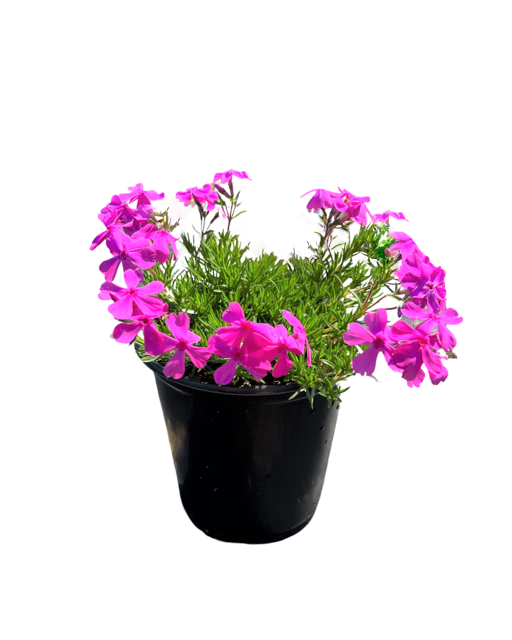 Perennial Phlox subulata 'Drummonds Pink Creeping' (1 Gallon