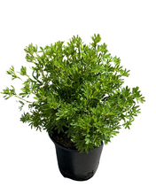Load image into Gallery viewer, Shrub - Potentilla fruticosa 'Pink Beauty' (1 Gallon) Product vendor