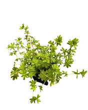 Load image into Gallery viewer, Shrub - Potentilla fruticosa 'Yellow Gem' (4 Inch) Product vendor