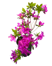 Load image into Gallery viewer, Shrub - Rhododendron 'Blue Danube Azalea'  (1 Gallon) Product vendor