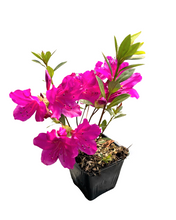 Load image into Gallery viewer, Shrub - Rhododendron 'Blue Danube Azalea'  (4 Inch) Product vendor