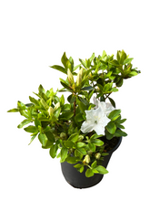 Load image into Gallery viewer, Shrub - Rhododendron obtusum 'Panda Azalea' (1 Gallon) Product vendor