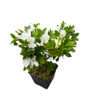 Load image into Gallery viewer, Shrub - Rhododendron obtusum 'Panda Azalea' (4 Inch) Product vendor