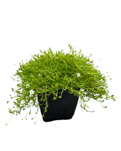 Ground Cover - Sagina subulata Aurea 'Scotch Moss' (4 Inch)