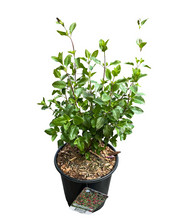 Load image into Gallery viewer, Perennial - Salvia microphylla 'Hot Lips' (1 Gallon) Product vendor