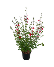 Load image into Gallery viewer, Perennial - Salvia microphylla 'Hot Lips' (1 Gallon) Product vendor