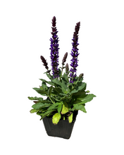 Load image into Gallery viewer, Perennial - Salvia nemorosa 'Salvatore Blue' (4 Inch) Product vendor