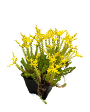 Load image into Gallery viewer, Ground Cover - Sedum acre 'Gold Moss' (4 Inch) Product vendor