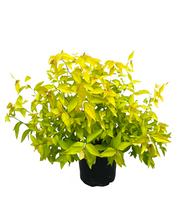 Load image into Gallery viewer, Shrub - Spiraea japonica 'Goldmound Spirea' (1 Gallon) Product vendor