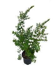 Load image into Gallery viewer, Shrub - Spiraea nipponica 'Snowmound Spirea' (2 Gallon) Product vendor