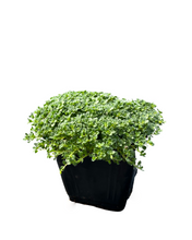 Load image into Gallery viewer, Ground Cover - Thymus praecox 'Elfin Creeping Thyme' (4 Inch) Product vendor