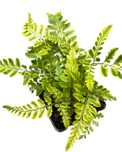 Load image into Gallery viewer, Fern - Rumohra adiantiformis 'Variegated Leather Fern' (4 Inch) Product vendor