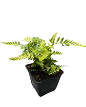 Load image into Gallery viewer, Fern - Rumohra adiantiformis 'Variegated Leather Fern' (4 Inch) Product vendor
