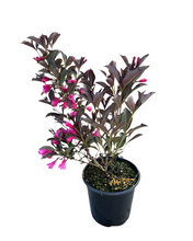 Load image into Gallery viewer, Shrub - Weigela coraeensis 'Burgundy Baby' (2 Gallon) Product vendor
