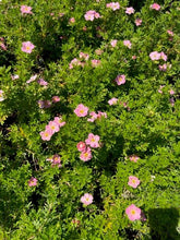 Load image into Gallery viewer, Shrub - Potentilla fruticosa 'Pink Beauty' (1 Gallon) Product vendor