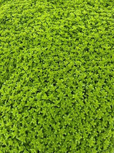 Load image into Gallery viewer, Ground Cover - Sedum kamtschaticum 'Russian Stonecrop' (4 Inch) Product vendor