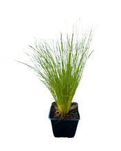 Load image into Gallery viewer, Grass - Stipa tenuissima 'Mexican Feather Grass' (4 Inch) Product vendor