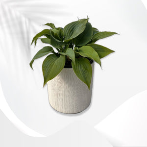 Pots - Ceramic White Pot (1 Gallon)