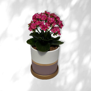 Pots - Ceramic White And Purple Pot With Gold Band (4 Inch)