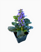 Load image into Gallery viewer, Ground Cover - Ajuga reptans 'Black Scallop’ (4 Inch) Product vendor