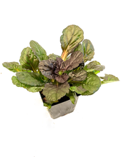 Load image into Gallery viewer, Ground Cover - Ajuga reptans 'Black Scallop’ (4 Inch) Product vendor