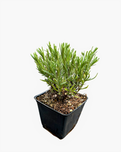 Load image into Gallery viewer, Ornamental Herb - Lavandula stoechas 'Anouk Lavender' (4 Inch) Product vendor