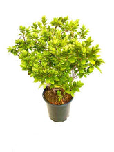 Load image into Gallery viewer, Shrub - Rhododendron 'Blue Danube Azalea'  (1 Gallon) Product vendor