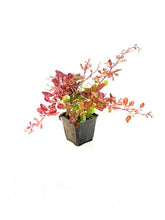 Load image into Gallery viewer, Shrub - Berberis thunbergii 'Variegated Barberry Rose Glow’ (4 Inch) Product vendor