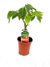 Load image into Gallery viewer, Fruit - Solanum lycopersicum &#39;Better Boy Tomato&#39; (3.5 Inch)
