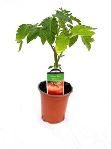 Fruit - Solanum lycopersicum 'Better Boy Tomato' (3.5 Inch)