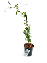 Load image into Gallery viewer, Staked/Vines - Passiflora caerulea 'Blue Passionflower’ (1 Gallon) Product vendor