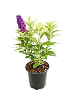 Load image into Gallery viewer, Shrub - Buddleja davidii 'Chrysalis Blue Butterfly Bush' (1 Gallon) Product vendor