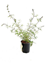 Load image into Gallery viewer, Shrub - Buddleja davidii 'Nanho Blue Butterfly Bush' (1 Gallon) Product vendor