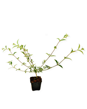 Load image into Gallery viewer, Shrub - Buddleja davidii 'Nanho Blue Butterfly Bush' (4 Inch) Product vendor