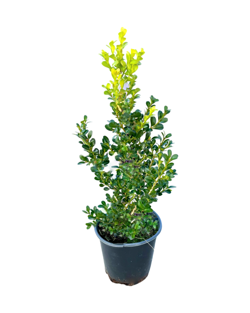 Hedging - Buxus microphylla 'Green Beauty Boxwood' (1 Gallon)