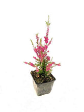 Load image into Gallery viewer, Shrub - Calluna vulgaris 'Allegro' (4 Inch) Product vendor