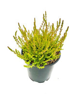 Load image into Gallery viewer, Shrub - Calluna vulgaris 'Firefly Summer Heather' (1 Gallon) Product vendor
