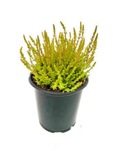 Load image into Gallery viewer, Shrub - Calluna vulgaris 'Firefly Summer Heather' (1 Gallon) Product vendor