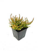Load image into Gallery viewer, Shrub - Calluna vulgaris 'Flamingo Summer Heather' (4 Inch) Product vendor