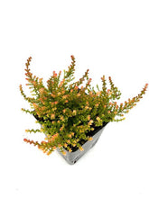 Load image into Gallery viewer, Shrub - Calluna vulgaris 'Flamingo Summer Heather' (4 Inch) Product vendor