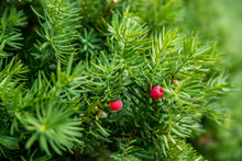 Load image into Gallery viewer, Shrub - Taxus canadensis 'Marshall Canadian Yew' (1 Gallon) Product vendor