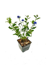 Load image into Gallery viewer, Shrub - Ceanothus impressus 'Victoria California Lilac’ (4 Inch) Product vendor